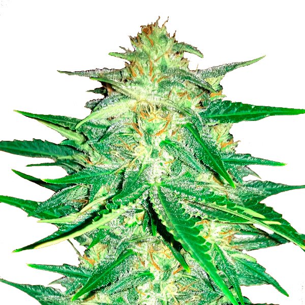 Lemon-AK-Auto-1-u-fem-FastBuds-Seeds.jpg