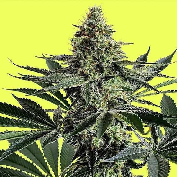 Lemon-Storm-1-u-fem-Pure-Instinto.jpg