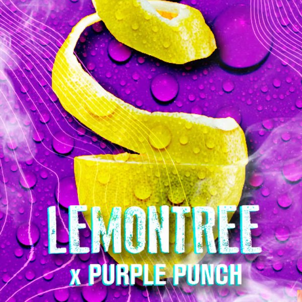 Lemon-Tree-3-u-fem-Tramuntana-Seeds.jpg