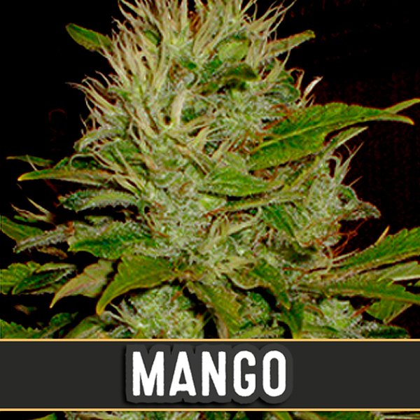 Mango-3-u-fem-Blimburn-Seeds.jpg
