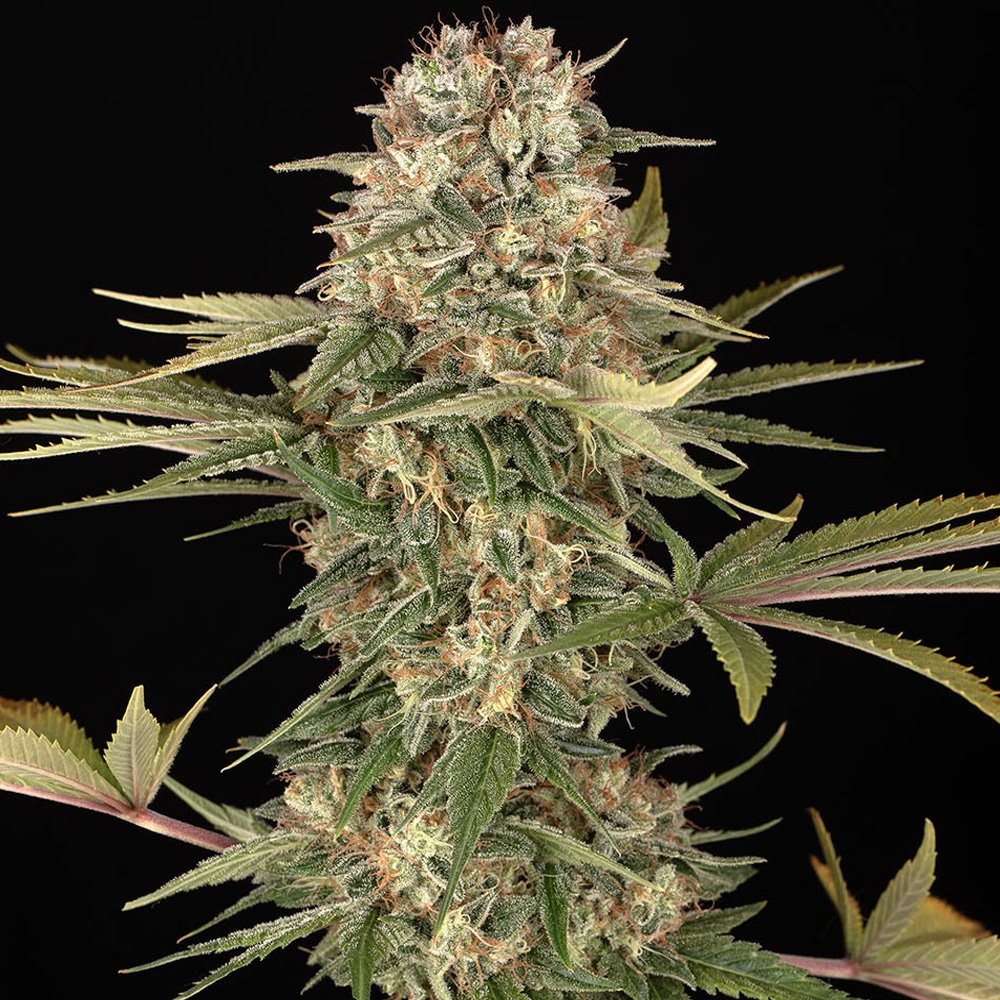 Master-Kush-5-u-reg-Barneys.jpg
