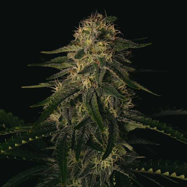 Melon-Gum-3-u-fem-Pure-Instinto.jpg