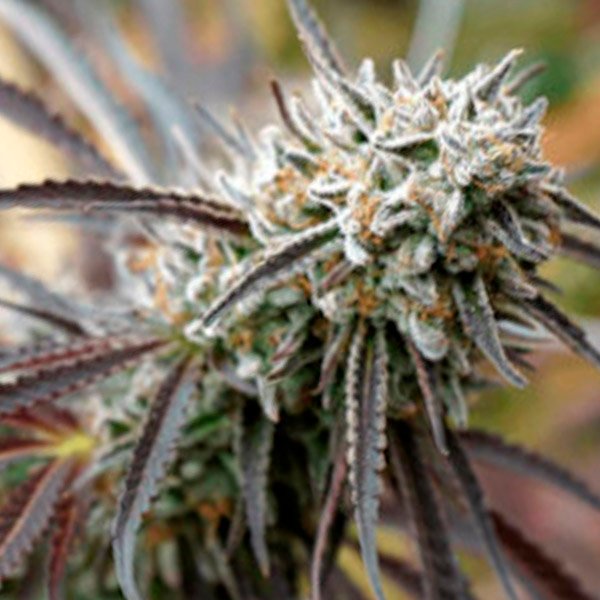 Mendo-Gaspack-3-ud-Humboldt-Seed-Organization.jpg