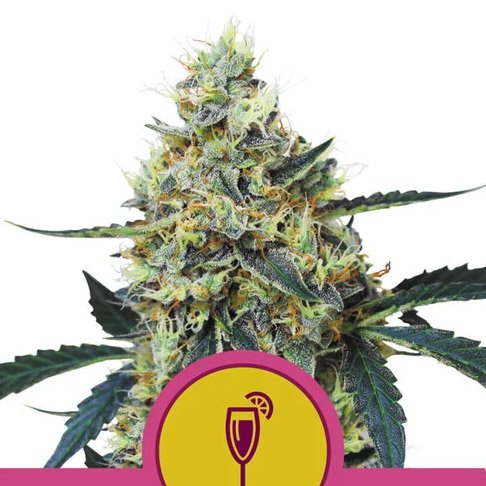 Mimosa-1-u-fem-Royal-Queen.jpg