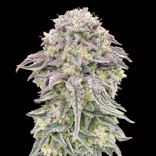 Mimosa-3-u-fem-00-Seeds.jpg