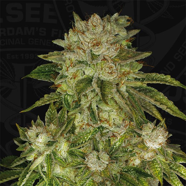 Mk-Ultra-2-u-fem-TH-Seeds.jpg