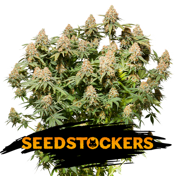 Moby-Dick-fem-1-u-Seedstockers.png