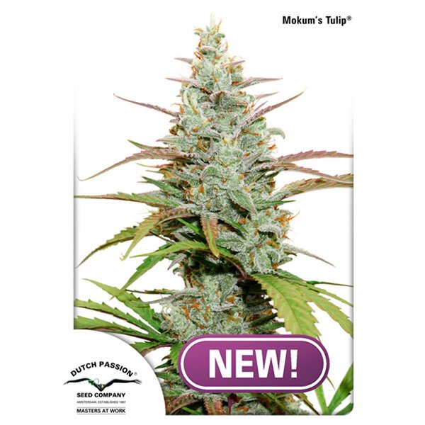 Mokums-Tulip-1-u-fem-Dutch-Passion.jpg