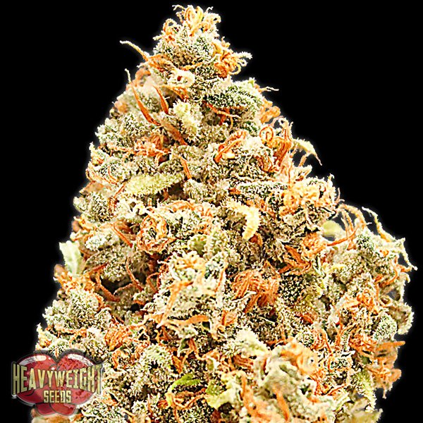 Monster-Profit-3-u-fem-Heavyweight-Seeds.jpg