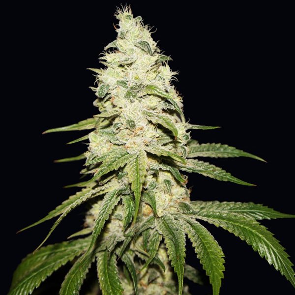 Mont-Blanc-2-u-fem-TH-Seeds.jpg