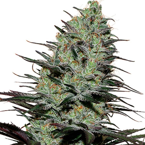 Morpheus-1-u-Blister-x-10-fem-Buddha-Seeds.jpg