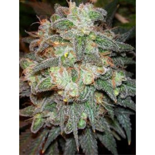 Motavation-11-u-reg-Serious-Seeds.jpg