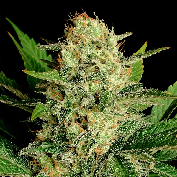Motavation-6-u-fem-Serious-Seeds.jpg