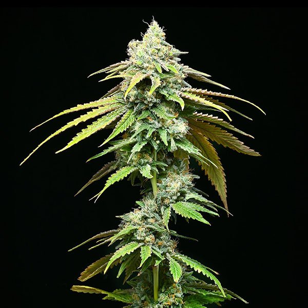 Motor-City-3-u-fem-Cookies-Seed-Bank.jpg
