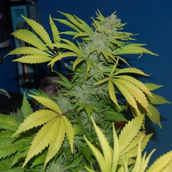 NHS-National-Health-Service-NL5-Haze-x-Skunk-15-u-reg-Mr-Nice-Ed-Limitada.jpg