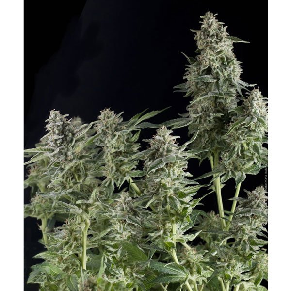 Northern-Lights-1-u-blister-x-12-u-fem-Pyramid-Seeds.jpg