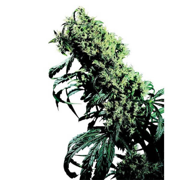 Northern-Lights-5-x-Haze-10-u-reg-Sensi-Seeds.jpg