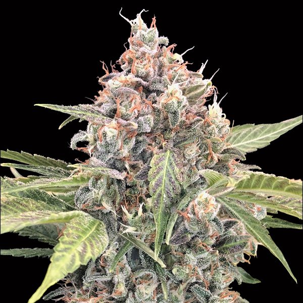 Northern-Lights-CBD-3-u-fem-00-Seeds.jpg
