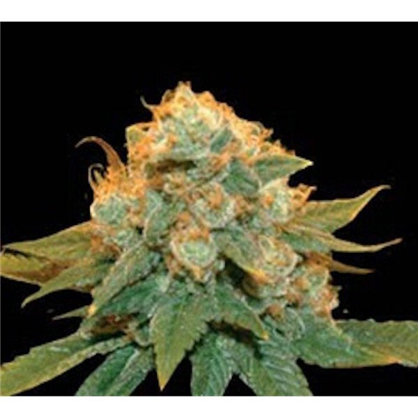 Northern-Lights-X-1-u-fem-Genehtik.jpg