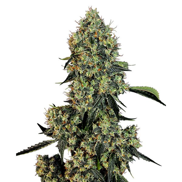 OG-Kush-1-u-fem-White-Label.jpg