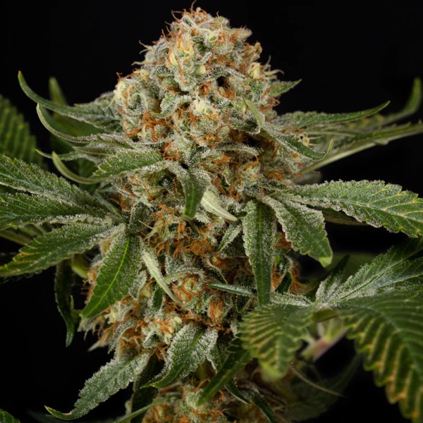 OG-Kush-3-ud-Silent-Seeds.jpg