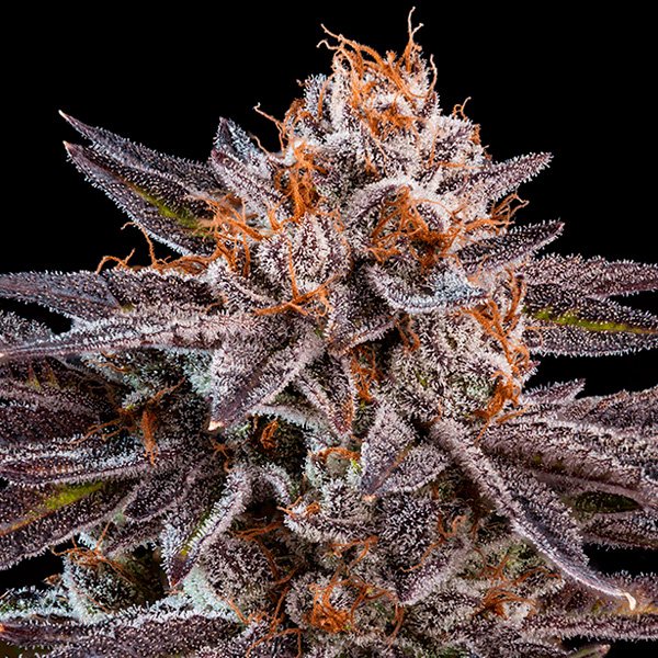 OMG-3-u-fem-Ripper-Seeds.jpg
