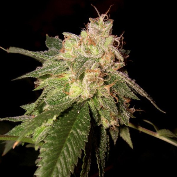 Og-Kush-3-u-fem-DNA-Genetics.jpg