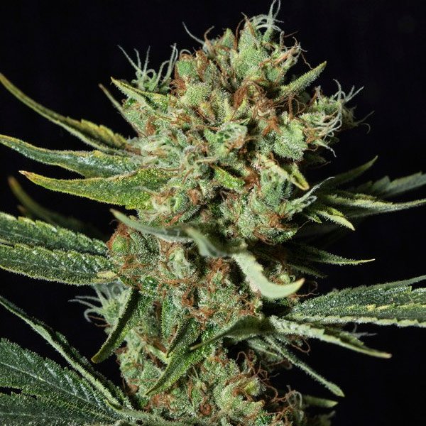 Only-CBD-31-u-fem-Eva-Seeds.jpg