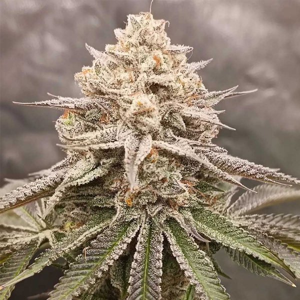 Orange-Runtz-Cake-20-7-u-fem-Conscious-Genetics.jpg