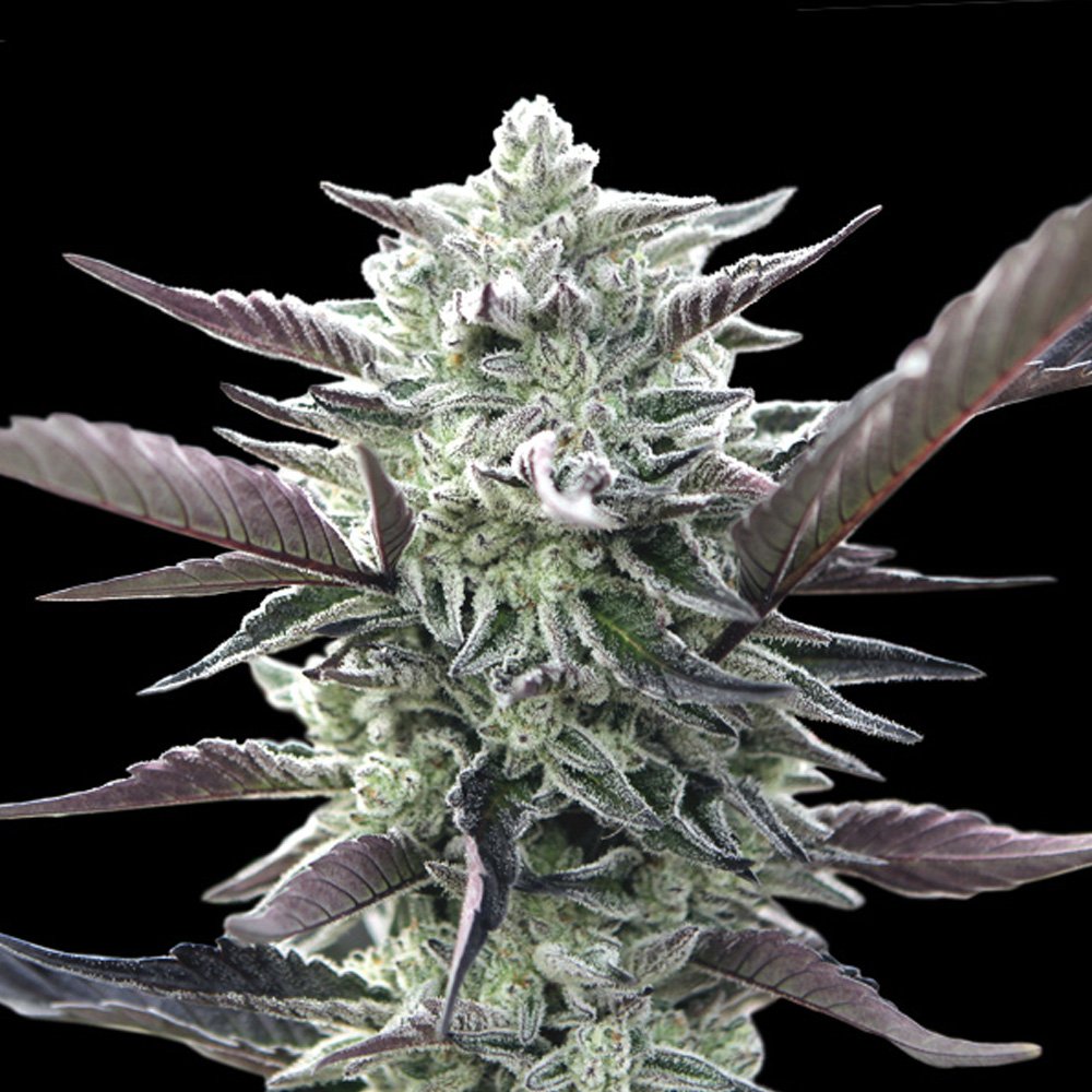 Oreoz-1-u-fem-00-Seeds.jpg
