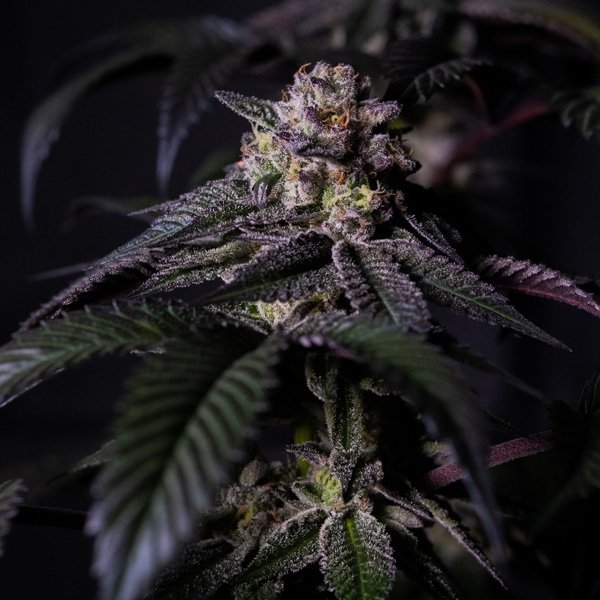 Oreoz-Milkshake-1-u-fem-Positronics-Seeds.jpg