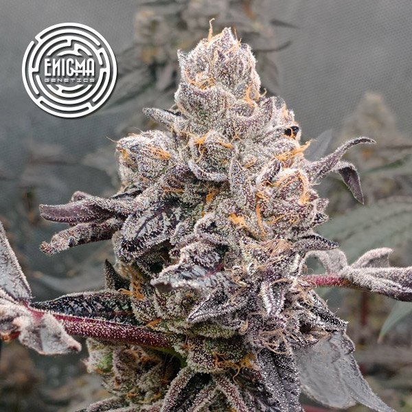 Original-Sunset-Sherbert-3-u-fem-Enigma-Genetics.jpg