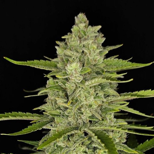 Papaya-Cookies-Auto-1-u-fem-FastBuds-Seeds.jpg