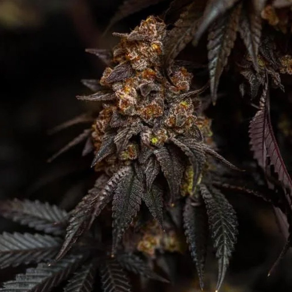 Papayton-5-u-fem-FastBuds-Seeds.jpg