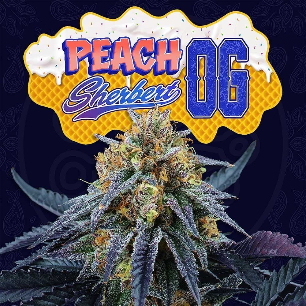 Peach-Sherbet-OG-6-u-fem-Perfect-Tree.jpg