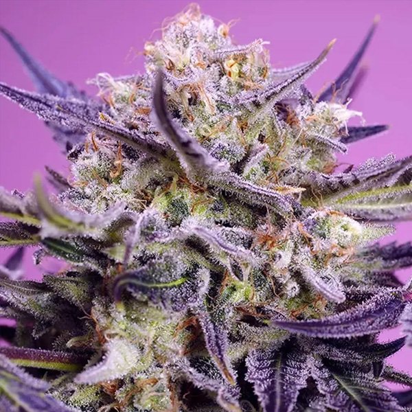 Pink-Guava-F1-Fast-Version-100-u-fem-Granel-Profesionales-Sweet-Seeds.jpg