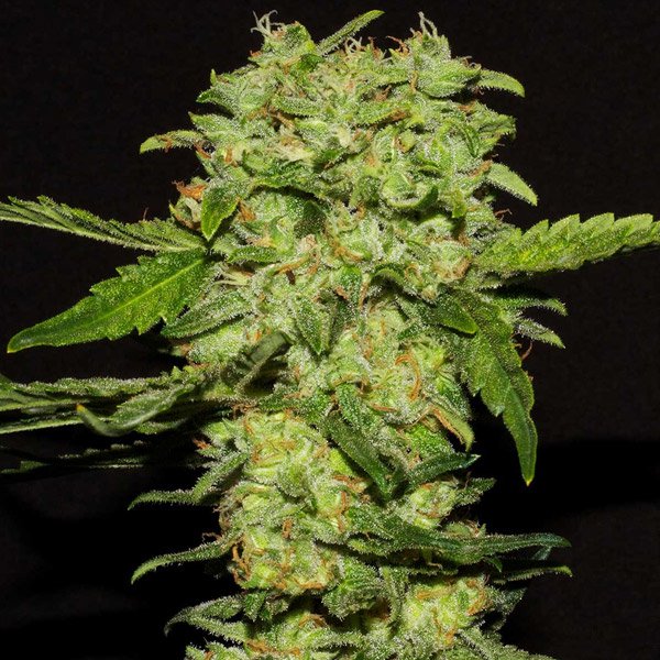Portela-1-u-fem-R-Kiem-Seeds.jpg