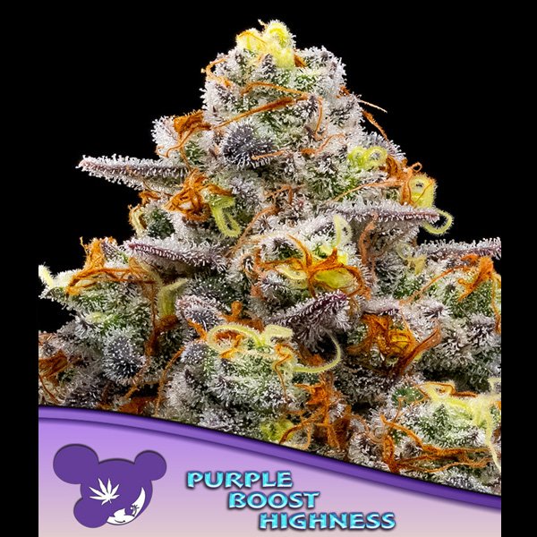 Purple-Boost-Highness-3-u-fem-Anesia.jpg