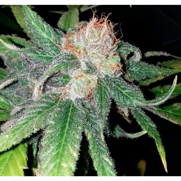 Purple-Crack-6-u-fem-The-Cali-Connection.jpg