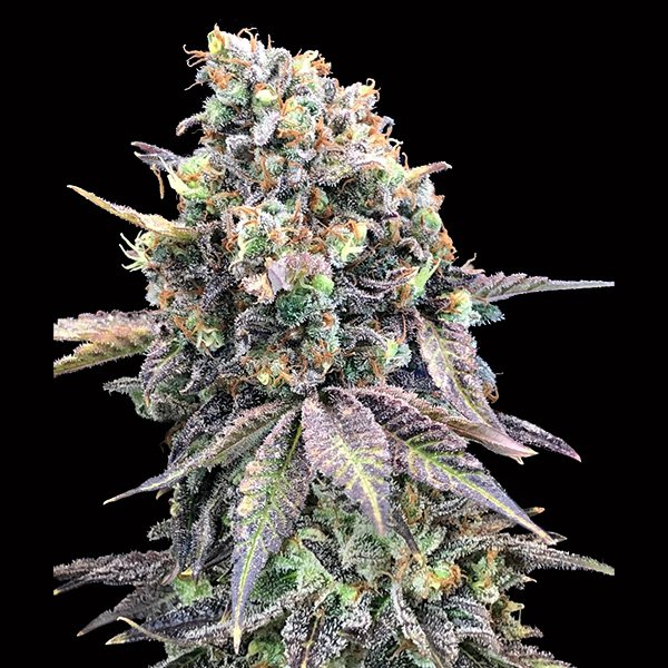 Purple-Punch-3-u-fem-00-Seeds.jpg