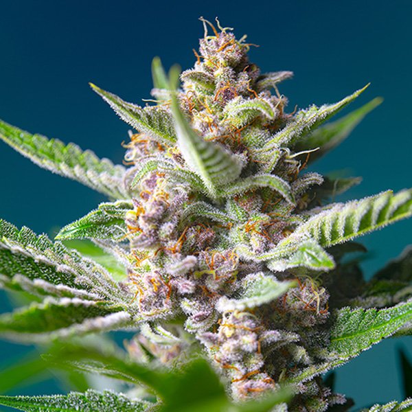 Purple-Punch-OG-31-u-fem-Sweet-Seeds.jpg