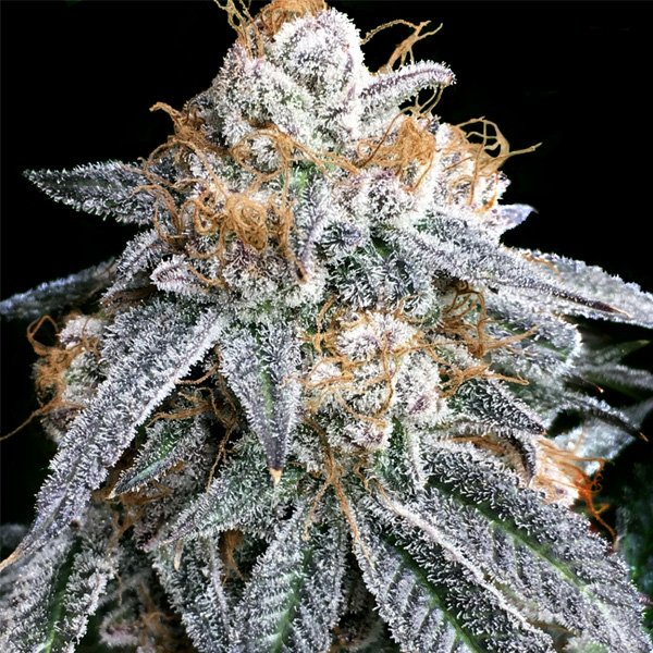 Purple-Punch-S1-3-ud-fem-Elev8-Seeds.jpg