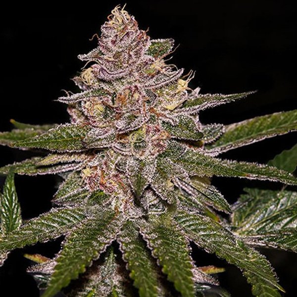 Radical-Juice-3-u-fem-Ripper-Seeds.jpg