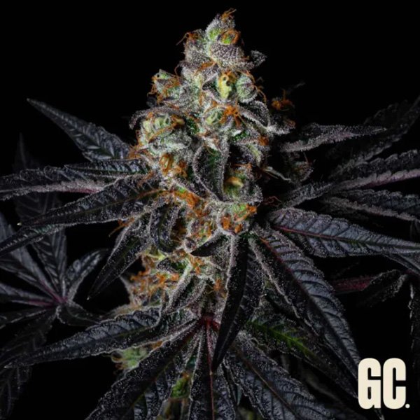 Rainbow-Apples-3-u-fem-Grand-Cru-Genetics.jpg