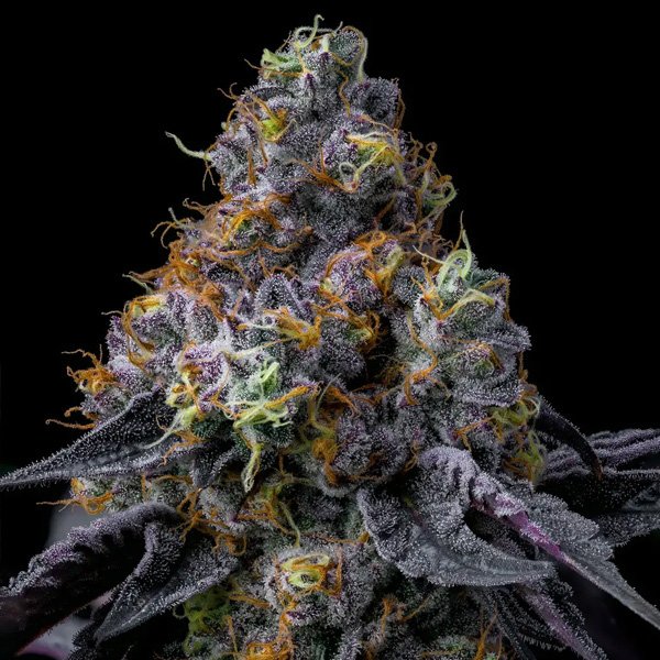Rainbow-Sherbet-1-u-fem-Barneys.jpg