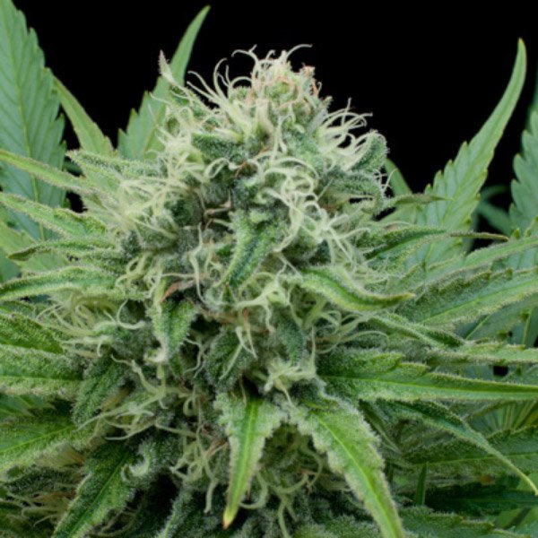 Raw-Diesel-5u-G13-Labs.jpg