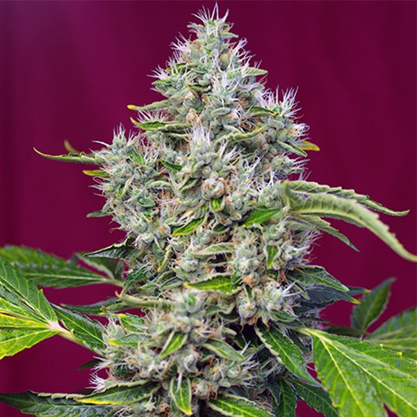 San-Fernando-Lemon-Kush-31-u-fem-Sweet-Seeds.jpg