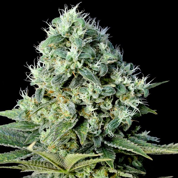 Santa-Bilbo-1-u-fem-Genehtik-Seeds.jpg