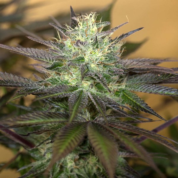 Sapphire-Og-3-ud-Humboldt-Seed-Organization.jpg