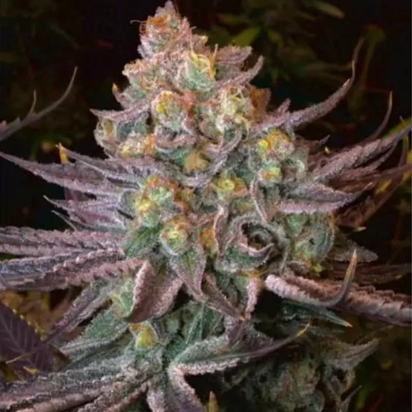 Seriotica-3-u-Fem-Serious-Seeds.jpg